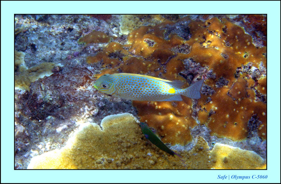 2005 - 08 - Redang  - 034.JPG